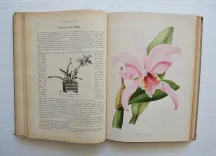Revue horticole – Journal d’horticulture pratique, fondé en 1829 par les auteurs du Bon Jardinier. (7/12) — Revue horticole – 1901, 1829 — Botanique