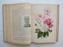 Revue horticole – Journal d’horticulture pratique, fondé en 1829 par les auteurs du Bon Jardinier. (8/12) — Revue horticole – 1901, 1829 — Botanique