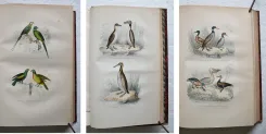 Œuvres complètes. Avec la nomenclature linnéenne et la classification de Cuvier. (12/12) — BUFFON, Georges Louis Leclerc (comte de ; 1707-1788), 1860 — Histoire Naturelle