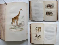 Œuvres complètes. Avec la nomenclature linnéenne et la classification de Cuvier. (5/12) — BUFFON, Georges Louis Leclerc (comte de ; 1707-1788), 1860 — Histoire Naturelle