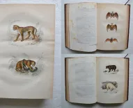 Œuvres complètes. Avec la nomenclature linnéenne et la classification de Cuvier. (6/12) — BUFFON, Georges Louis Leclerc (comte de ; 1707-1788), 1860 — Histoire Naturelle