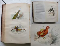 Œuvres complètes. Avec la nomenclature linnéenne et la classification de Cuvier. (8/12) — BUFFON, Georges Louis Leclerc (comte de ; 1707-1788), 1860 — Histoire Naturelle