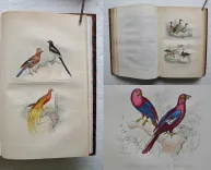 Œuvres complètes. Avec la nomenclature linnéenne et la classification de Cuvier. (9/12) — BUFFON, Georges Louis Leclerc (comte de ; 1707-1788), 1860 — Histoire Naturelle