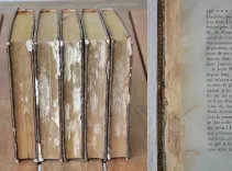 Œuvres complètes. Nouvelle édition (5/12) — ROUSSEAU (Jean-Jacques), 1788 — Botanique