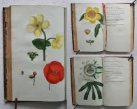 Œuvres complètes. Nouvelle édition (9/12) — ROUSSEAU (Jean-Jacques), 1788 — Botanique